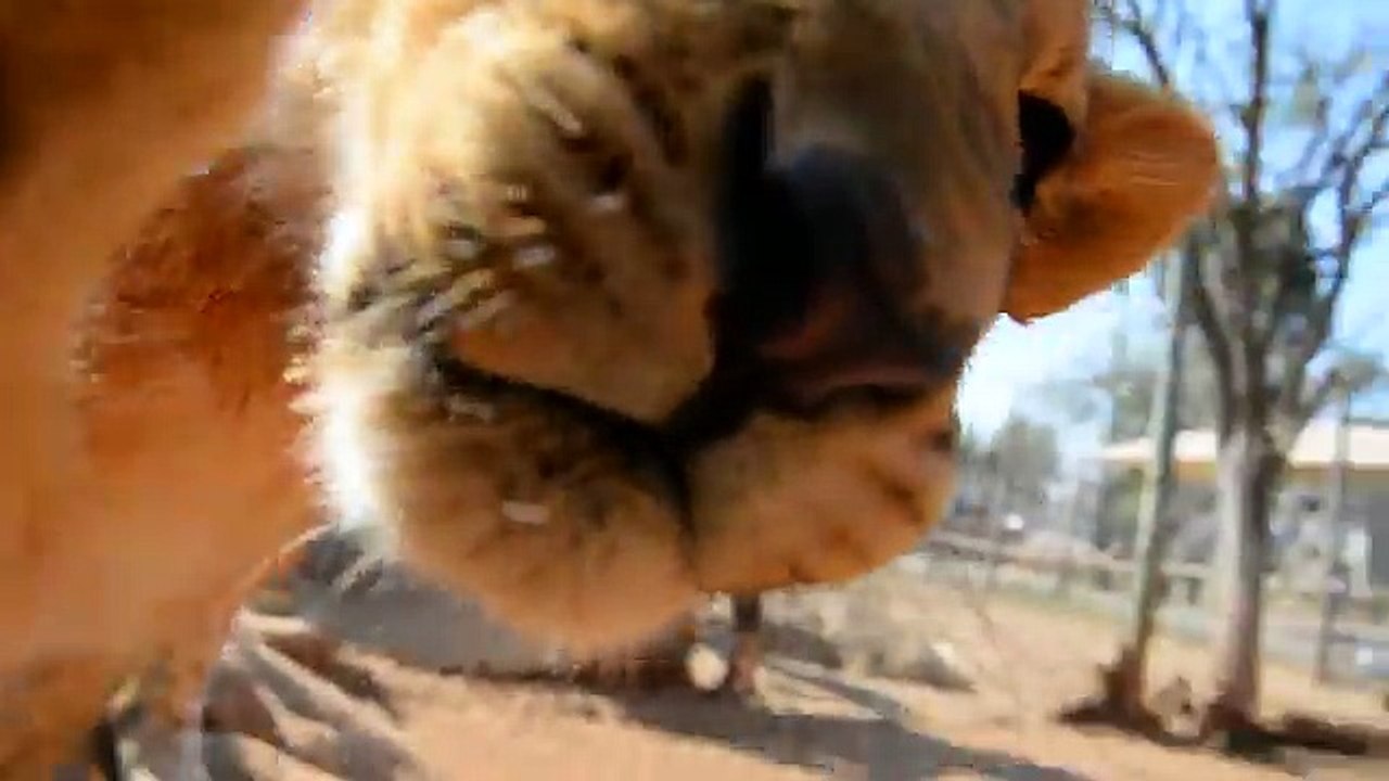 Lion Cub Plays Around With Camera!