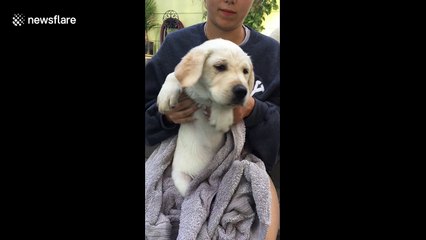 Adorable puppy accepts Drake’s #InMyFeelingsChallenge