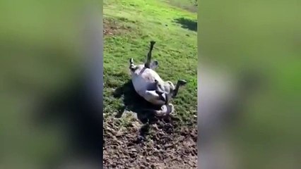 This Horse Thinks It’s A Dog And Plays Dead