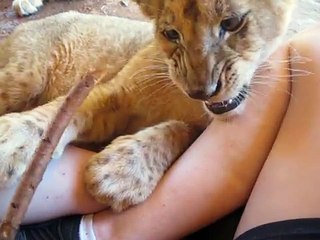 Adorable Lion Cub Playing With A Stick