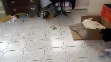 Husky puppy plays with ferret