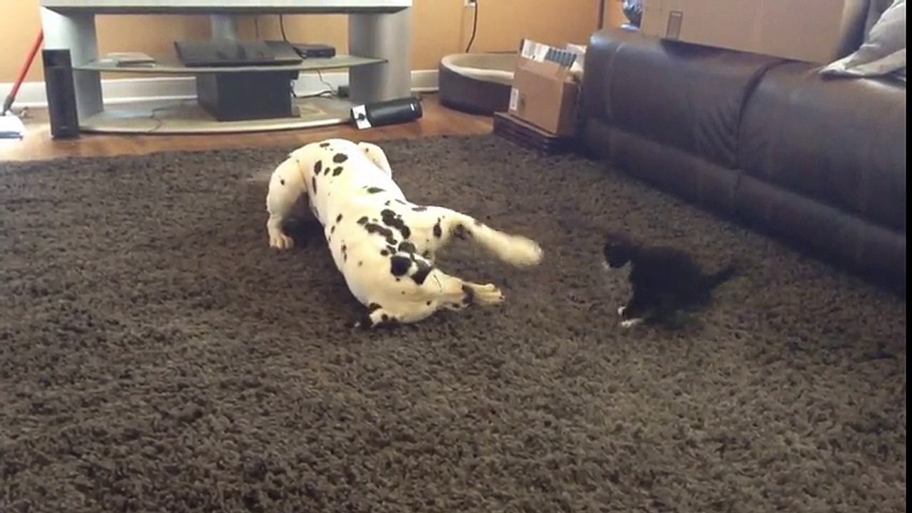 Foster kitten adorably plays with Dalmatian