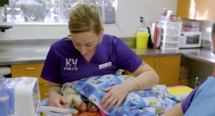 Vet Tales S01  E07 E Seven