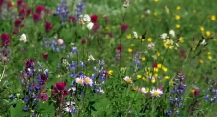 Naturally, Danny Seo S01  E24 Going Green and Saving Green