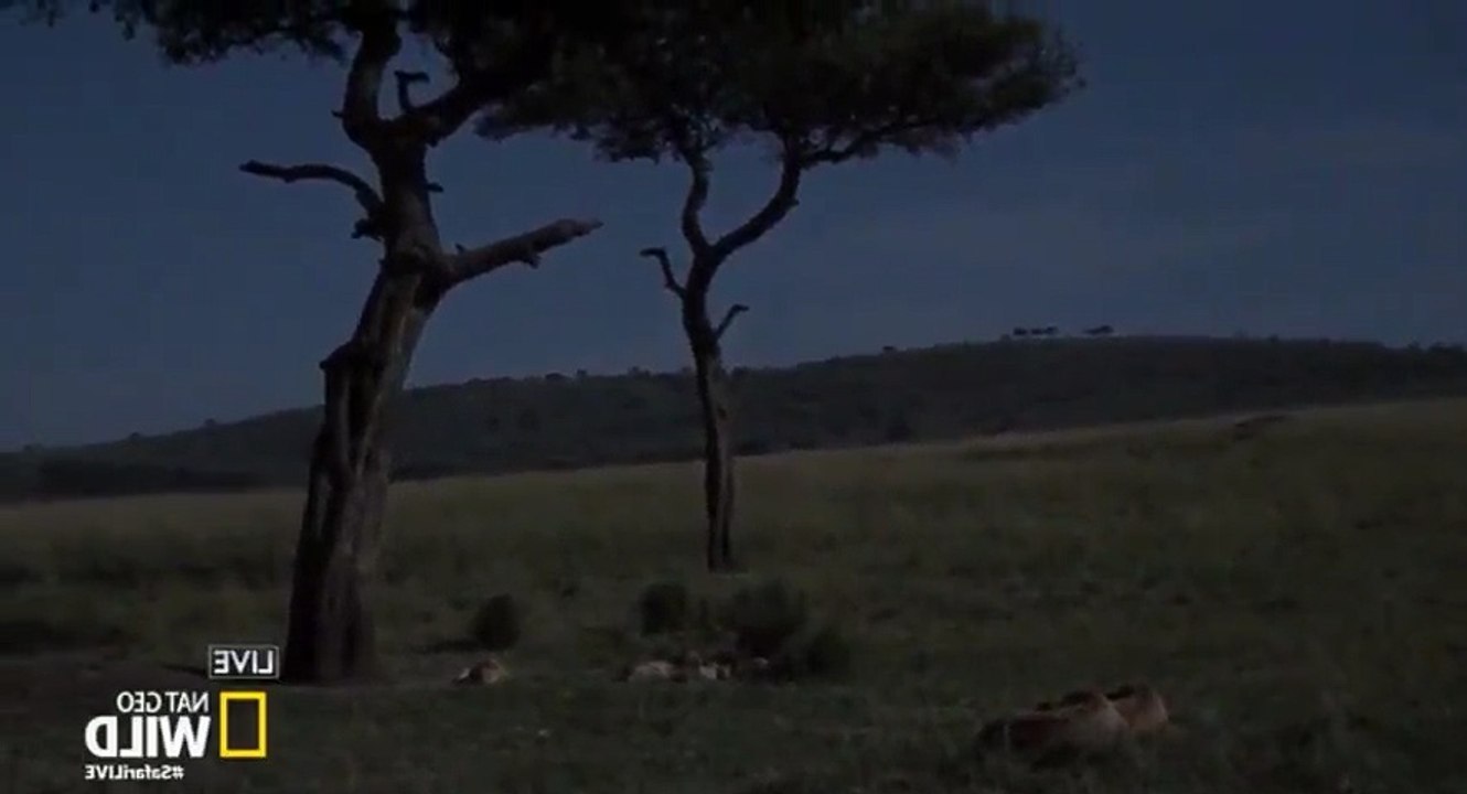 Safari Live Migration S01  E01 The Journey Begins 2 - Part 03