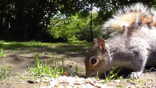 Videos for Cats to Watch Squirrel Fun