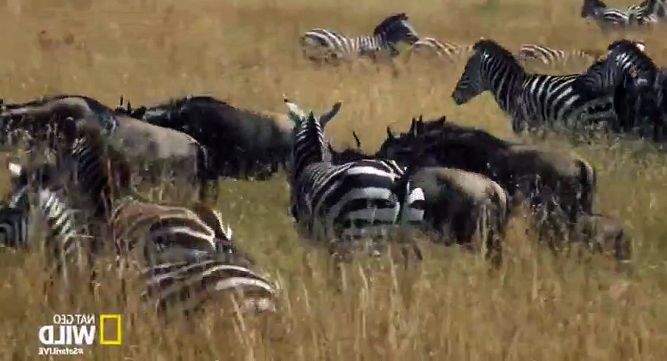 Safari Live Migration S01  E01 The Journey Begins 2 - Part 02