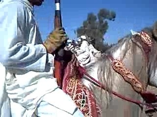 Guercif moussem zitoune 2007 (4)