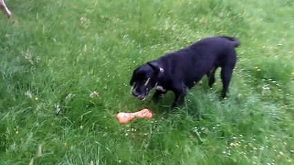 Cockers Finlay & Murphy NOT chasing the Guinea Fowl, even when Peppa does!