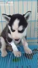 Chó trêu ong bị ong đốt sưng mặt