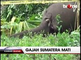 Seekor Gajah Sumatera Ditemukan Mati di Kebun Warga