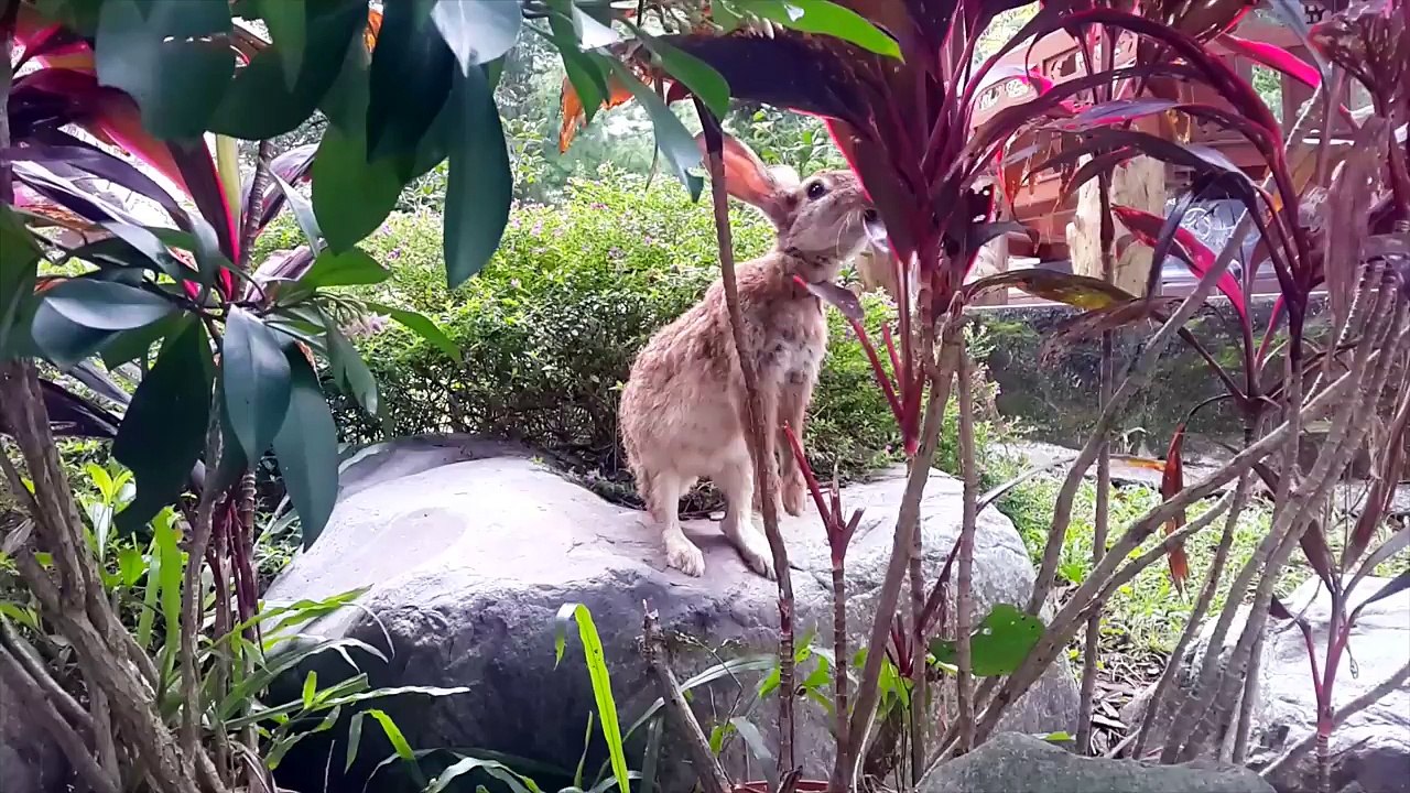Brown Rabbit Eating Leaves