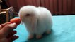 Декоративный кролик ест морковь*Pygmy rabbit eating a carrot