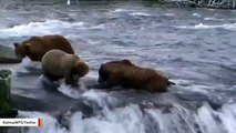Camera Catches 'Miss Tyson' Biting Another Bear's Ear During Fishing Disptute