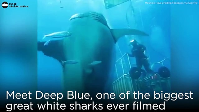Biggest great white shark ever filmed? Meet 20-foot Deep Blue