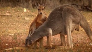 Wild Australia: Kangaroo King - Nat Geo Wild Animals