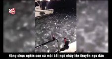 Hàng chục nghìn con cá mòi bất ngờ nhảy lên thuyền ngư dân