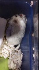 What happens at the end  of hamster fights