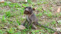 Since Poor Baby Monkey Lori Head Trauma Mother do Not care From lori Monkey,