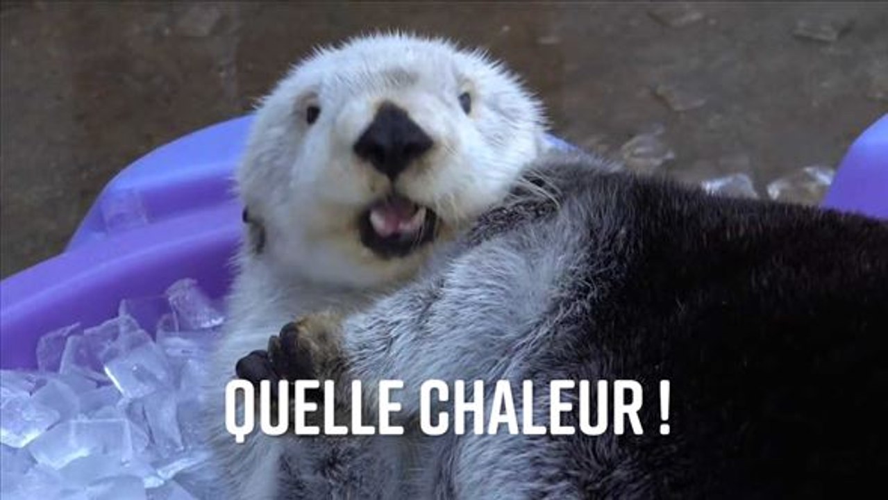 Le bain de glace de la loutre de mer