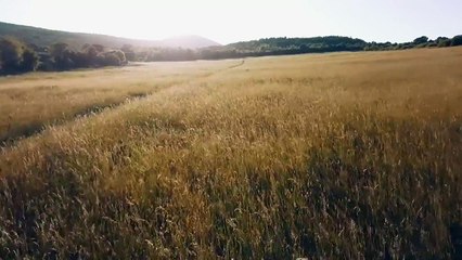 Field Flight | 1920*1080 | Free CC0 Creative Commons Videos
