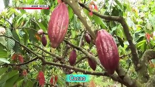 Rising S03E05 Southeast Asian Chocolate