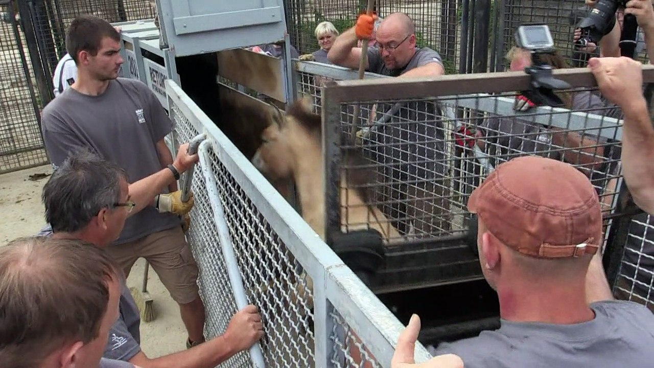 Przewalski-Pferde werden in der Mongolei ausgewildert