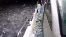مئات الأسماك تقفز في قارب صيد.. لهذا السبب الغريب