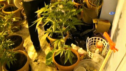 Evini kenevir serasına dönüştürmüş