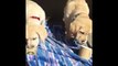 Labrador Retriever Puppies Funny Compilation - Best of 2017_13-06-2018_1