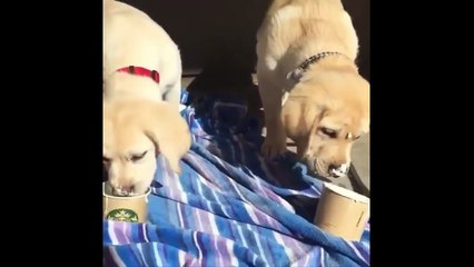 Labrador Retriever Puppies Funny Compilation - Best of 2017_13-06-2018_1