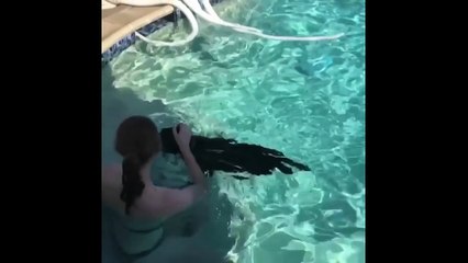 Labrador Retriever Puppies Funny Compilation - Best of 2017_13-06-2018_2