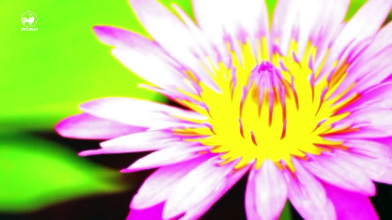 Taste of Vietnam 2- tập 23- Khám phá Côn Đảo cùng Robert Danhi