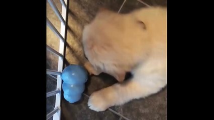 Puppies Funny Compilation- Best of 2018 (33)