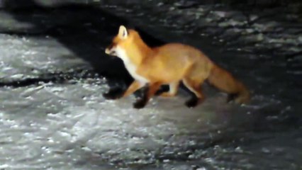 Saving a Fox frozen to the ground Rescue - Please SHARE -)_13-06-2018_1