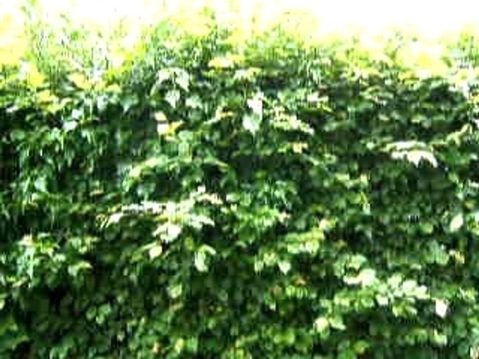 Visite guidée du jardin 2ème partie