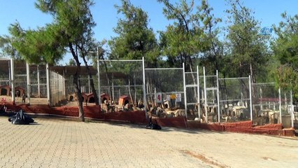 Ampute köpekler bu merkezde hayata bağlanıyor