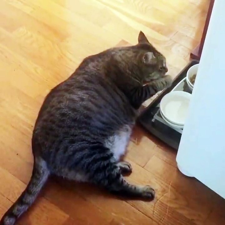 Cat Samples Water with Paw