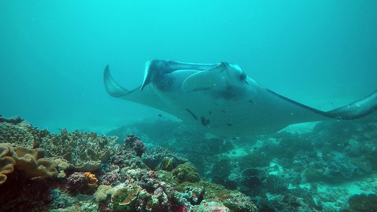 Scuba Bali Dive