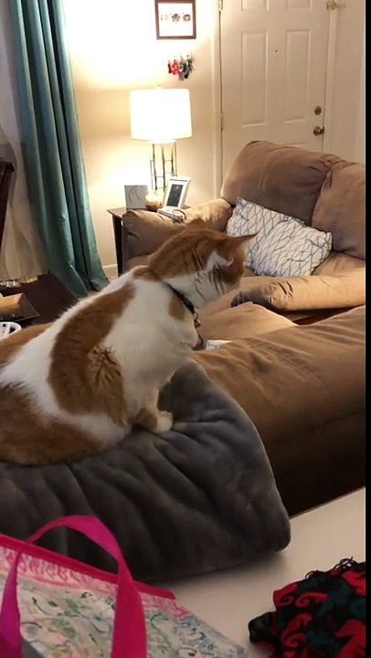 Chat vs #WhatTheFluffChallenge