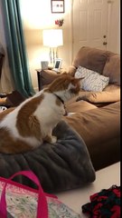 Chat vs #WhatTheFluffChallenge
