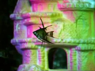 Animorphs S01E04 the Run