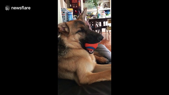 Adorable dog falls asleep with ball still in her mouth