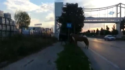 Bursa'da Başı Boş Atların Trafiği Tehlikeye Soktuğu O Anlar Kamerada