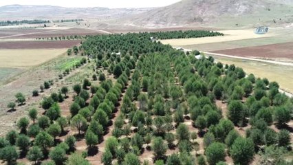 Bu Yıl Vişne Dalları Boş Kaldı