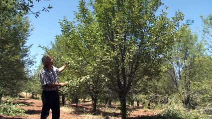 Bu yıl vişne dalları boş kaldı
