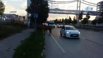 Bursa'da başı boş atlar trafiği tehlikeye soktu