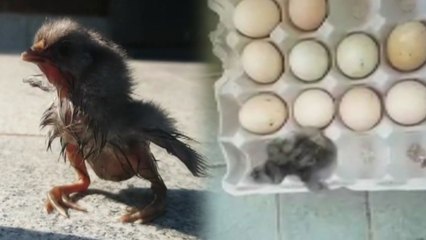 폭염에 라텍스 베개 발화...병아리도 부화 / YTN