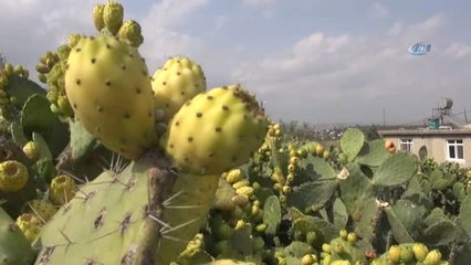 Dikenli İncir" Avrupa Yolunda