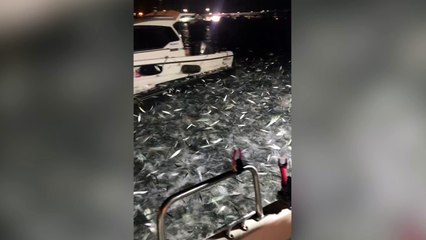 El asalto del millón de sardinas a un pescador